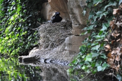 hannover_zoo_2015_143_20150715_2019011912