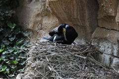 hannover_zoo_2015_144_20150715_1786391089