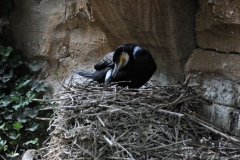 hannover_zoo_2015_145_20150715_1008152538