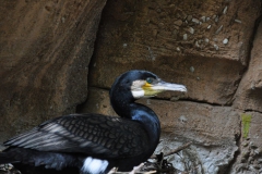 hannover_zoo_2015_147_20150715_1610225496