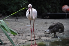 hannover_zoo_2015_148_20150715_1365860810