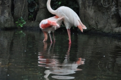 hannover_zoo_2015_149_20150715_1548592890