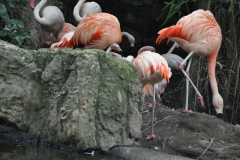 hannover_zoo_2015_150_20150715_2037628364