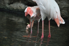 hannover_zoo_2015_151_20150715_1538658574