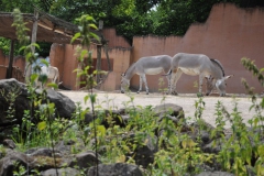 hannover_zoo_2015_155_20150715_1408622591