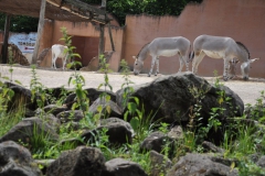 hannover_zoo_2015_157_20150715_1529828738