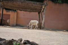 hannover_zoo_2015_158_20150715_1078569665