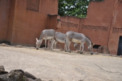 hannover_zoo_2015_159_20150715_1580385870