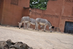 hannover_zoo_2015_160_20150715_1569056691