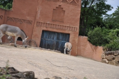 hannover_zoo_2015_161_20150715_1964673406