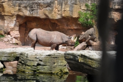 hannover_zoo_2015_169_20150715_1282751801