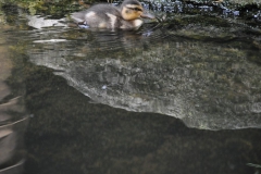 hannover_zoo_2015_173_20150715_1414641146