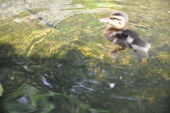 Hannover Zoo