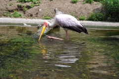 hannover_zoo_2015_182_20150715_2022091451