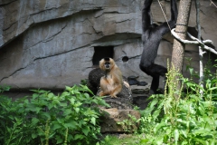 hannover_zoo_2015_187_20150715_1801378859