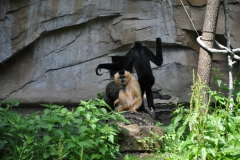 hannover_zoo_2015_188_20150715_1565463955