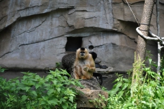 hannover_zoo_2015_190_20150715_1827119724