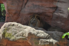 hannover_zoo_2015_192_20150715_1701742141