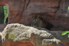 hannover_zoo_2015_193_20150715_1196644559