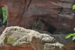 hannover_zoo_2015_194_20150715_1602977815