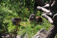 hannover_zoo_2015_199_20150715_1999228765