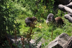 Hannover Zoo