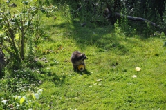 hannover_zoo_2015_201_20150715_1927722391