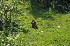 hannover_zoo_2015_202_20150715_1383695839