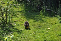 hannover_zoo_2015_203_20150715_1092014909