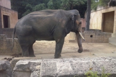 hannover_zoo_2015_20_20150712_1917672072