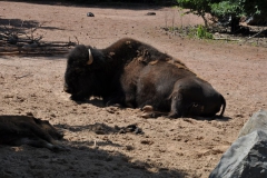 hannover_zoo_2015_211_20150715_2039112539