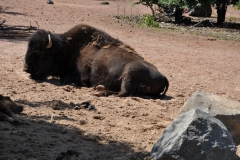 hannover_zoo_2015_212_20150715_2015434687