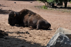 hannover_zoo_2015_213_20150715_1736972654