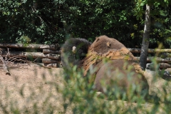 hannover_zoo_2015_214_20150715_1645936981