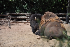 Hannover Zoo