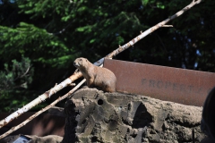 hannover_zoo_2015_221_20150715_1855994782