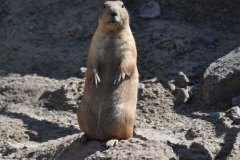 hannover_zoo_2015_223_20150715_1326626928