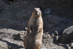 hannover_zoo_2015_224_20150715_1154839709