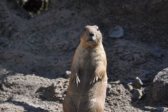 hannover_zoo_2015_225_20150715_1318024239