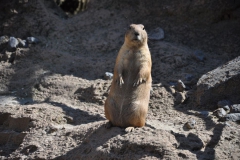 hannover_zoo_2015_226_20150715_1295368026