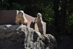 hannover_zoo_2015_227_20150715_1042737762