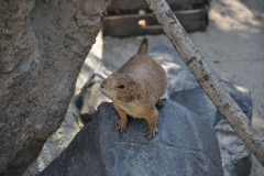 hannover_zoo_2015_228_20150715_1890451711