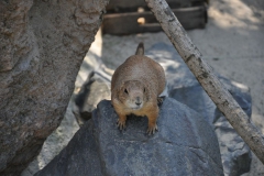 hannover_zoo_2015_229_20150715_2031764844