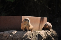 hannover_zoo_2015_230_20150715_1563088762