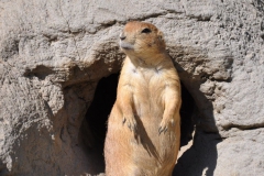 hannover_zoo_2015_238_20150715_1011263308