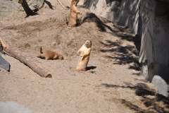 hannover_zoo_2015_239_20150715_1745241749