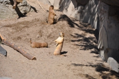hannover_zoo_2015_240_20150715_1734851629