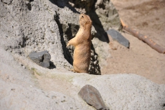 hannover_zoo_2015_242_20150715_1713446856