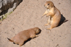 hannover_zoo_2015_243_20150715_1428240732