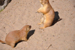 hannover_zoo_2015_244_20150715_1622168574